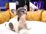 Efsane Güzellikte French Bulldog Blue Pied Erkek Yavrumuz