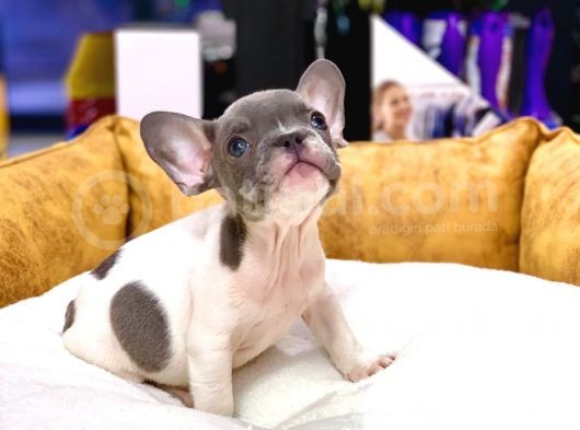 Efsane Güzellikte French Bulldog Blue Pied Erkek Yavrumuz görsel