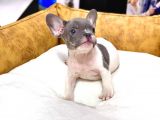 Efsane Güzellikte French Bulldog Blue Pied Erkek Yavrumuz