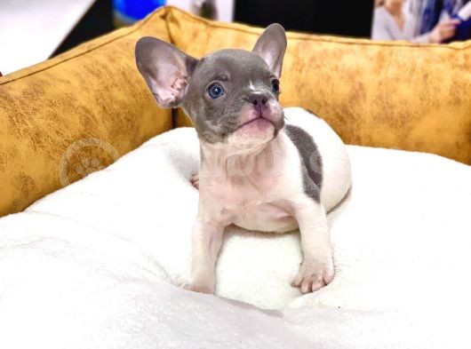 Efsane Güzellikte French Bulldog Blue Pied Erkek Yavrumuz görsel