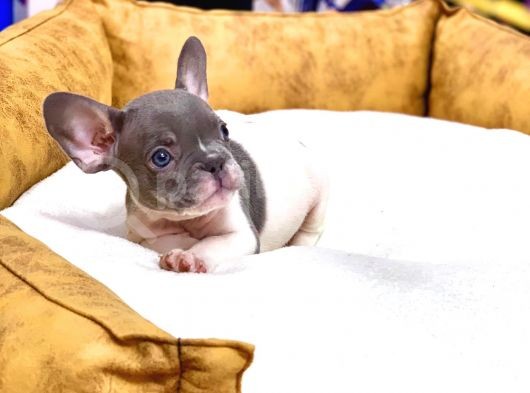 Efsane Güzellikte French Bulldog Blue Pied Erkek Yavrumuz görsel
