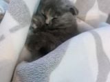 Scottish Fold 3 Aylık Güzeller Güzeli Yavrumuz