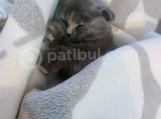 Scottish Fold 3 Aylık Güzeller Güzeli Yavrumuz görsel