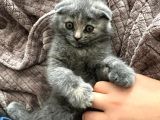 Scottish Fold 3 Aylık Güzeller Güzeli Yavrumuz