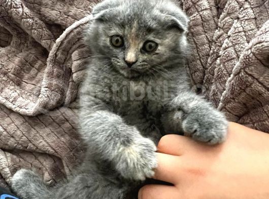 Scottish Fold 3 Aylık Güzeller Güzeli Yavrumuz görsel