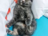 Scottish Fold 3 Aylık Güzeller Güzeli Yavrumuz