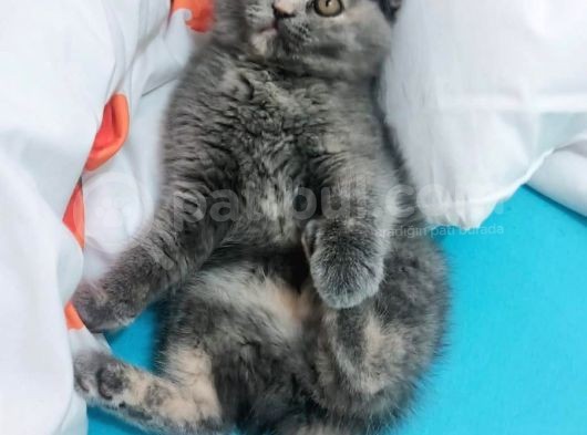 Scottish Fold 3 Aylık Güzeller Güzeli Yavrumuz
