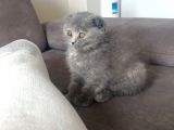 Scottish Fold 3 Aylık Güzeller Güzeli Yavrumuz