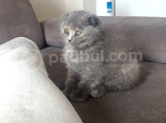Scottish Fold 3 Aylık Güzeller Güzeli Yavrumuz görsel