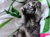 Scottish Fold 3 Aylık Güzeller Güzeli Yavrumuz