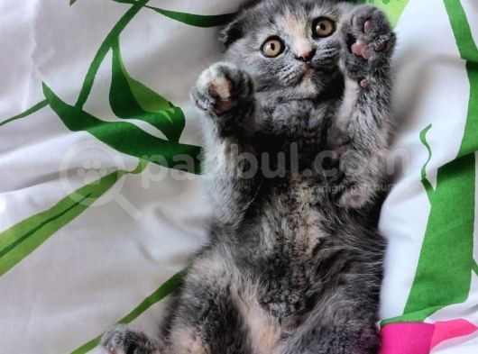 Scottish Fold 3 Aylık Güzeller Güzeli Yavrumuz görsel