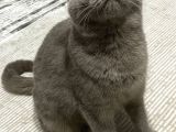 British Shorthair Gri Dişi