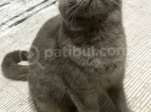 British Shorthair Gri Dişi görsel
