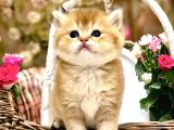 Saf Kan British Shorthair Golden
