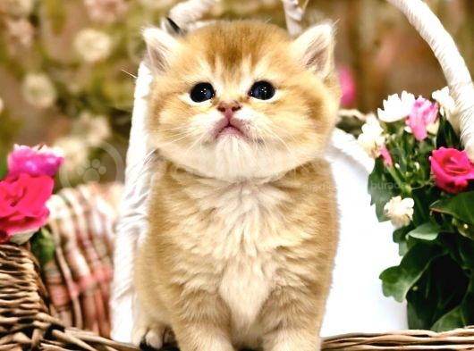 Saf Kan British Shorthair Golden görsel