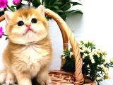 Saf kan British Shorthair Golden