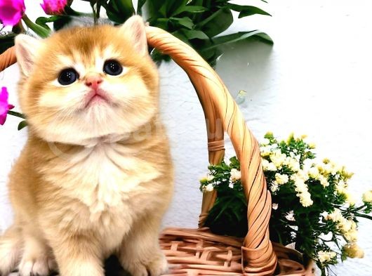 Saf Kan British Shorthair Golden