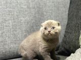 Scottish Fold