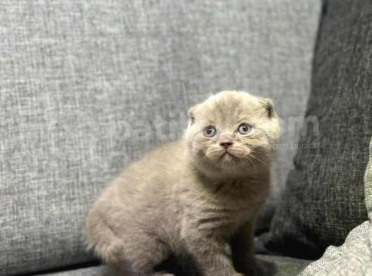 Scottish Fold görsel