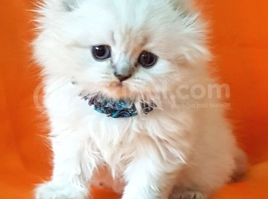 Petmode Den En Güzel Longhair Scottish Yavrular