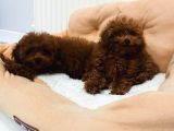 Petmode Köpek Çifrliğinden Dişi 5 Aylık Kore Toy Poodle