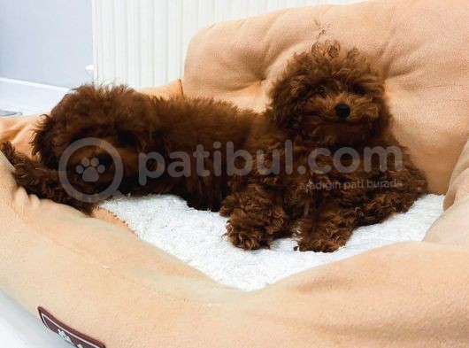 Petmode Köpek Çifrliğinden Dişi 5 Aylık Kore Toy Poodle görsel