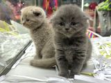 Scottish Fold