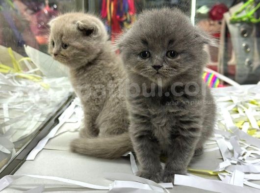 Scottish Fold