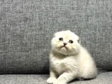 Scottish Fold