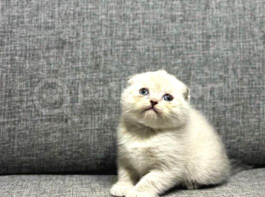 Scottish Fold görsel