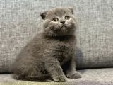 Scottish Fold