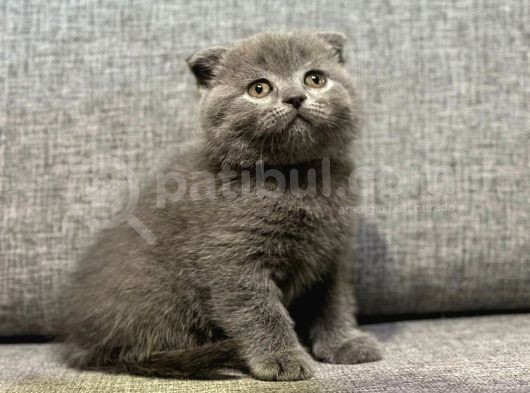 Scottish Fold görsel