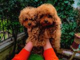 Petmode Köpek Çifrliğinden Dişi 5 Aylık Kore Toy Poodle