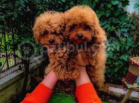 Petmode Köpek Çifrliğinden Dişi 5 Aylık Kore Toy Poodle görsel
