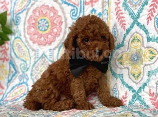 Tooy Poodle Yavrumuz 0 Teacup 