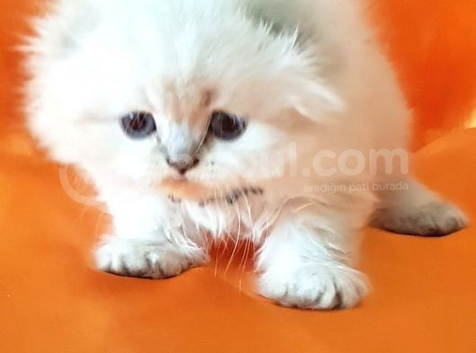 Petmode Den En Güzel Longhair Scottish Yavrular görsel