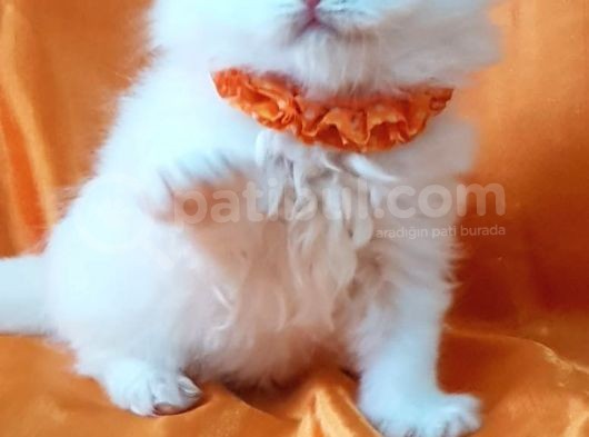 Petmode Den En Güzel Longhair Scottish Yavrular görsel