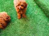 Petmode köpek çifrliğinden dişi 5 aylık kore toy poodle