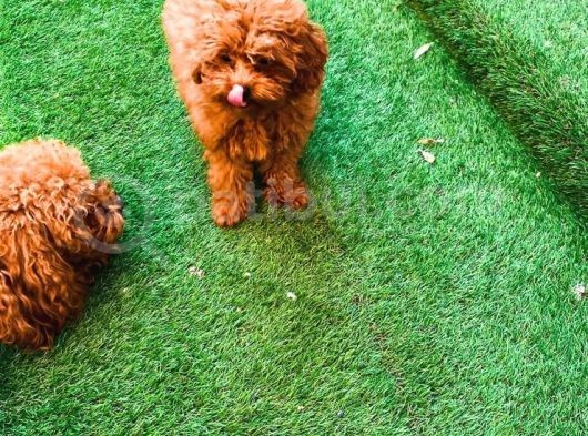 Petmode Köpek Çifrliğinden Dişi 5 Aylık Kore Toy Poodle