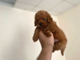 MALL OF İSTANBUL VONALPTEN TOY POODLE
