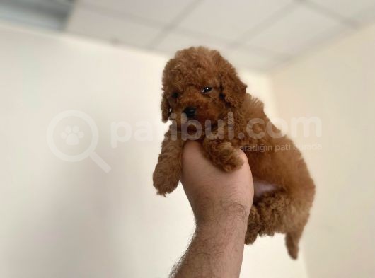 Mall Of İstanbul Vonalpten Toy Poodle