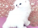 Petmode Den En Güzel Longhair Scottish Yavrular