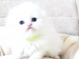 Petmode Den En Güzel Longhair Scottish Yavrular