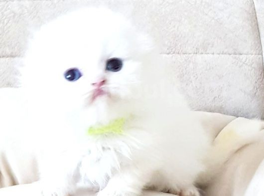 Petmode Den En Güzel Longhair Scottish Yavrular görsel