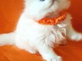 Petmode Den En Güzel Longhair Scottish Yavrular