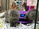 Scottish Fold