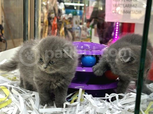 Scottish Fold görsel