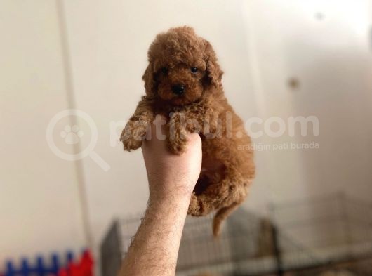 Mall Of İstanbul Vonalpten Toy Poodle görsel