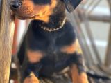 Europan Doberman Son Bebek