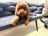 Safkan  Redtoy Poodle 8 Aylik